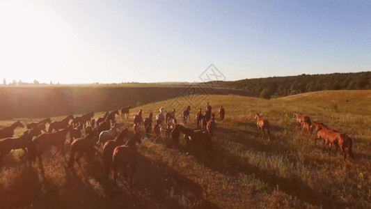 草原上绵羊们夕阳下奔跑的马GIF高清图片