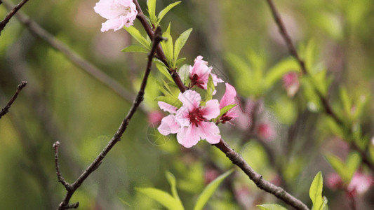 桃花开了一朵桃花GIF高清图片