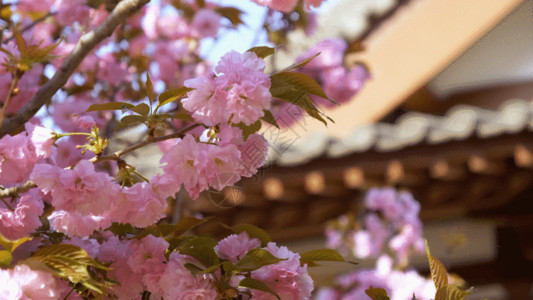 粉红色花朵春天樱花GIF高清图片