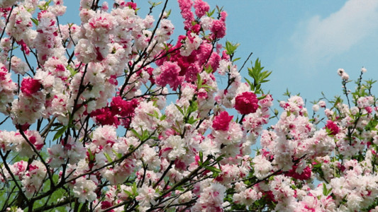 白樱花实拍双色桃花GIF高清图片