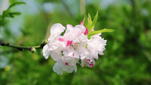 绿色清新花瓣白桃花GIF高清图片