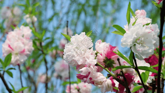 白桃花盛开自然花GIF高清图片