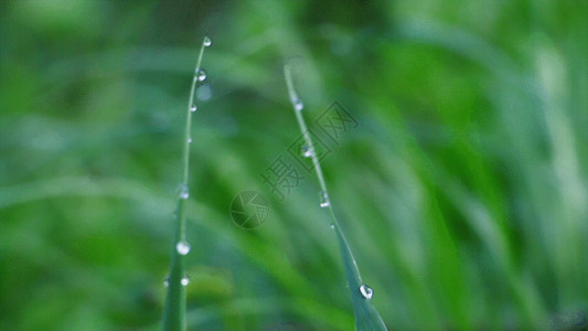 青草与露水GIF植物高清图片素材