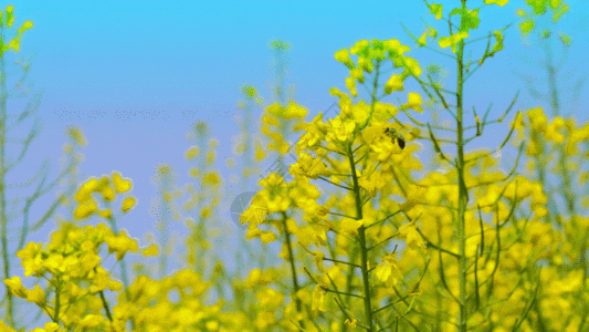 黄色油菜花 GIF图片