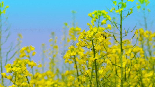 蜜蜂开始采蜜了黄色油菜花 GIF高清图片