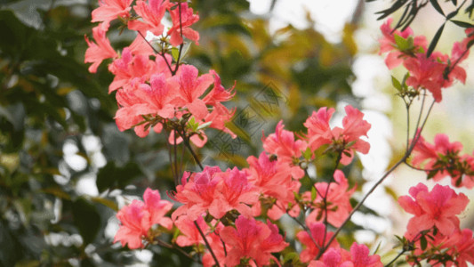 红杜鹃鲜红春天杜鹃花蜜蜂采蜜实拍素材GIF高清图片