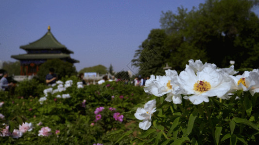 园林护栏牡丹花素材特写GIF高清图片