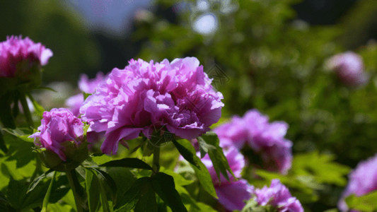 牡丹花蕊牡丹特写GIF高清图片