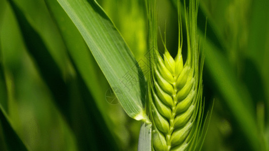 农业保护麦穗GIF高清图片