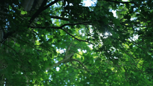 阳光绿树木GIF高清图片