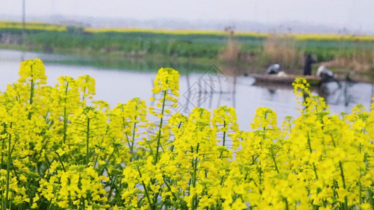 春季油菜花春天油采花GIF高清图片