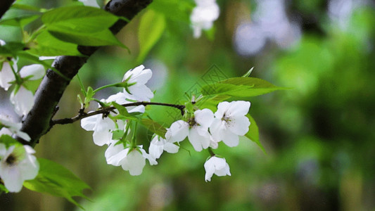 管道井微风中的樱花GIF高清图片