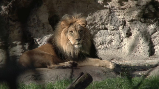 动物园动物动物园狮子GIF高清图片