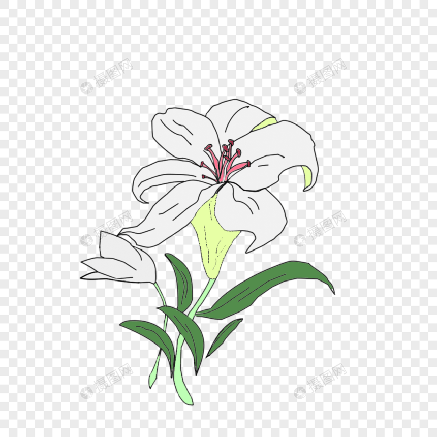 春天植物白色百合简约卡通图片