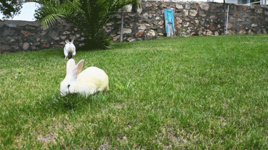 蹦蹦跳跳的兔子吃草局部动图gif高清图片