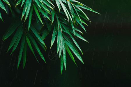 失落下雨天雨中竹叶gif动图高清图片