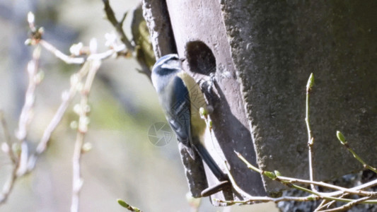 树上鸟树上的鸟捕食局部动图gif高清图片