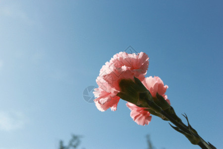 粉色花卉头饰粉色的花康乃馨gif动图高清图片