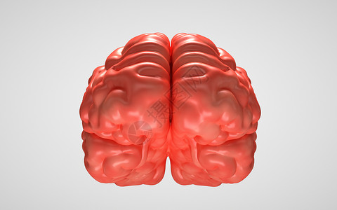 大脑人体结构高清图片素材