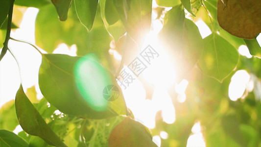 漂浮绿叶阳光下树叶GIF高清图片