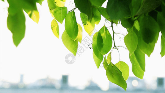 窗台植物绿叶GIF高清图片
