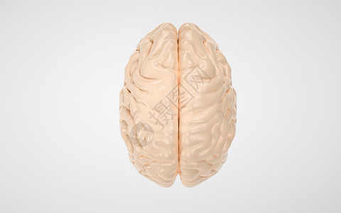 医学人体脑子图片