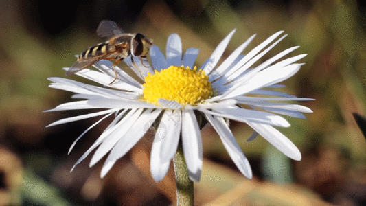 蜜蜂GIF图片