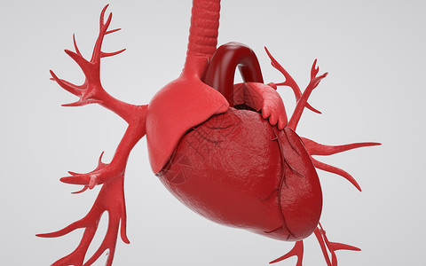 人体雕塑医学人体器官心脏设计图片