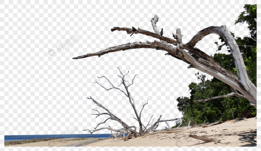 加勒比海海滩枯树图片