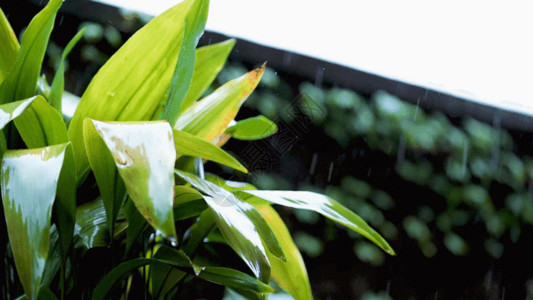 阳台上的植物雨水打在植物上GIF高清图片