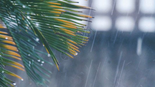 暴雨雷电雨天的树叶GIF高清图片