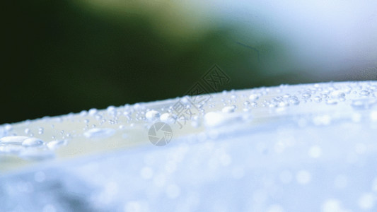 三叶草上水滴雨伞上的水滴GIF高清图片