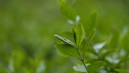 绿叶子 GIF图片