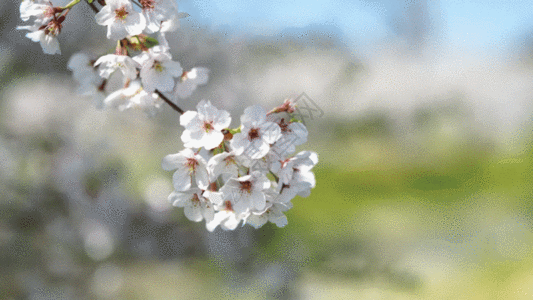 樱花实景拍摄GIF图片