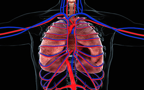 供血系统心肺视图设计图片