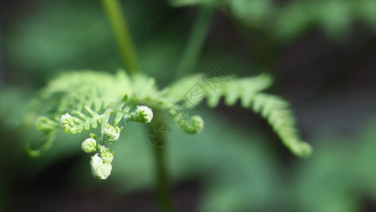 绿色叶子特写绿色植物GIF高清图片