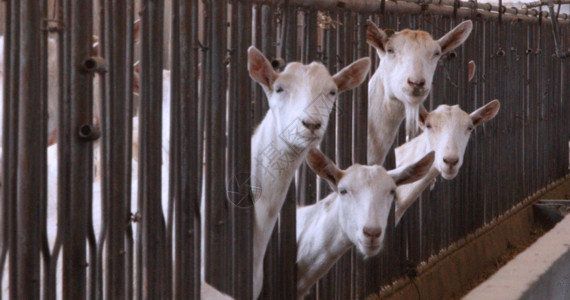 动物养殖养羊畜牧养殖gif高清图片