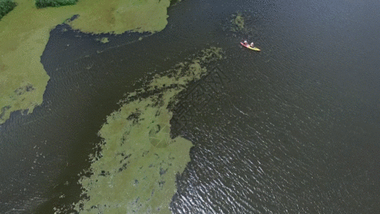 湿地溪流GIF图片