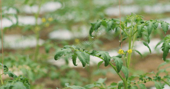 种植花草浇灌蔬菜GIF高清图片