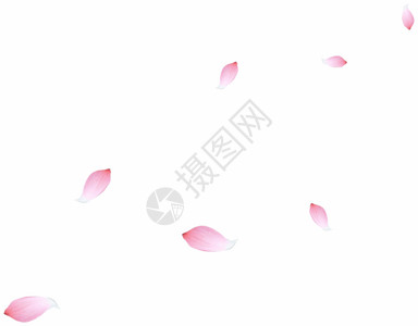 带刺的玫瑰飘落花瓣GIF高清图片