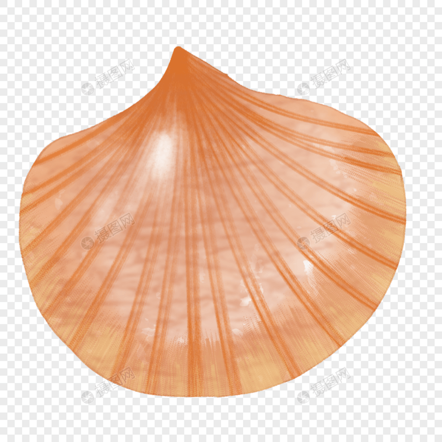 海扇壳图片