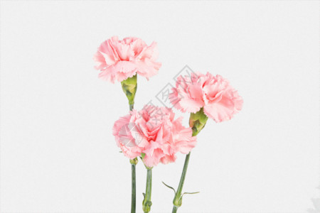 花卉留白背景康乃馨gif动图高清图片