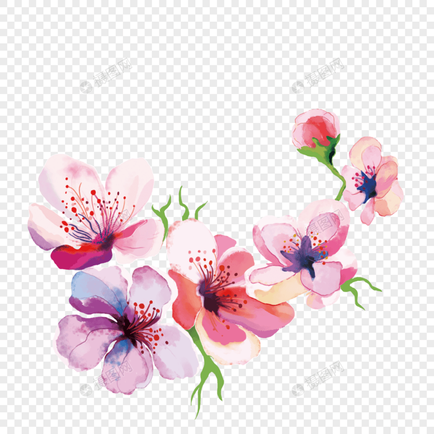 精致水彩海棠花图片