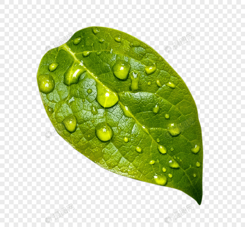 绿色植物树叶图片