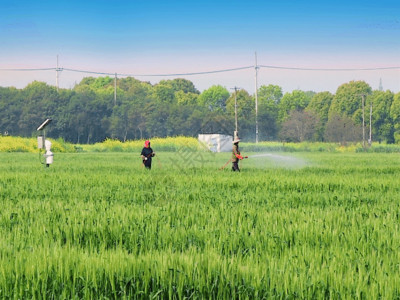 灌溉的实拍农村田地绿色小麦穗GIF高清图片