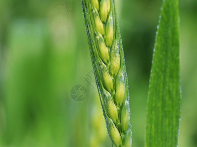 芒种麦子丰收麦子GIF高清图片