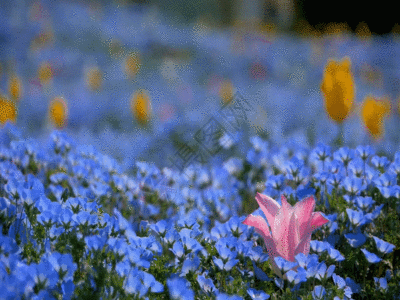 唯美亚麻花摄影GIF图片