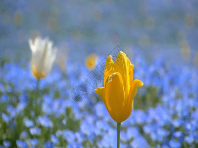 素雅白色水仙花公园鲜花 GIF高清图片