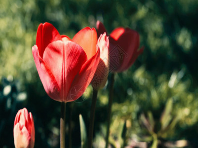 美丽花园郁金香花朵GIF高清图片