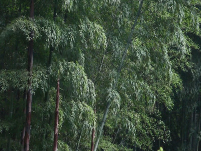 环保森林竹林江南的春天自然合集GIF高清图片
